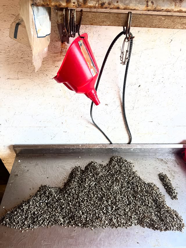 A pile of oyster seed heaped on the stainless work table in the farm workshop