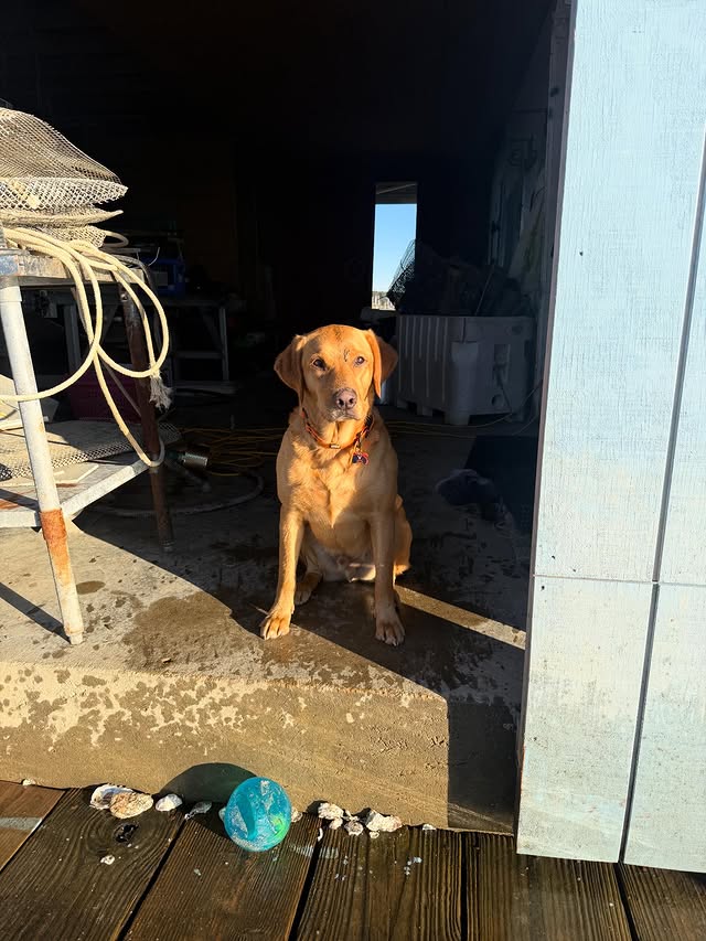 The farm dog, a fox-red Labrador, sitting at the workshop door beside oyster shells and a well-loved ball